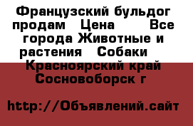 Французский бульдог продам › Цена ­ 1 - Все города Животные и растения » Собаки   . Красноярский край,Сосновоборск г.